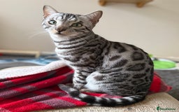 Bengal cats for sale: ⭐️Silver (black) Spotted Bengal TICA registered ⭐️ - Advert 3