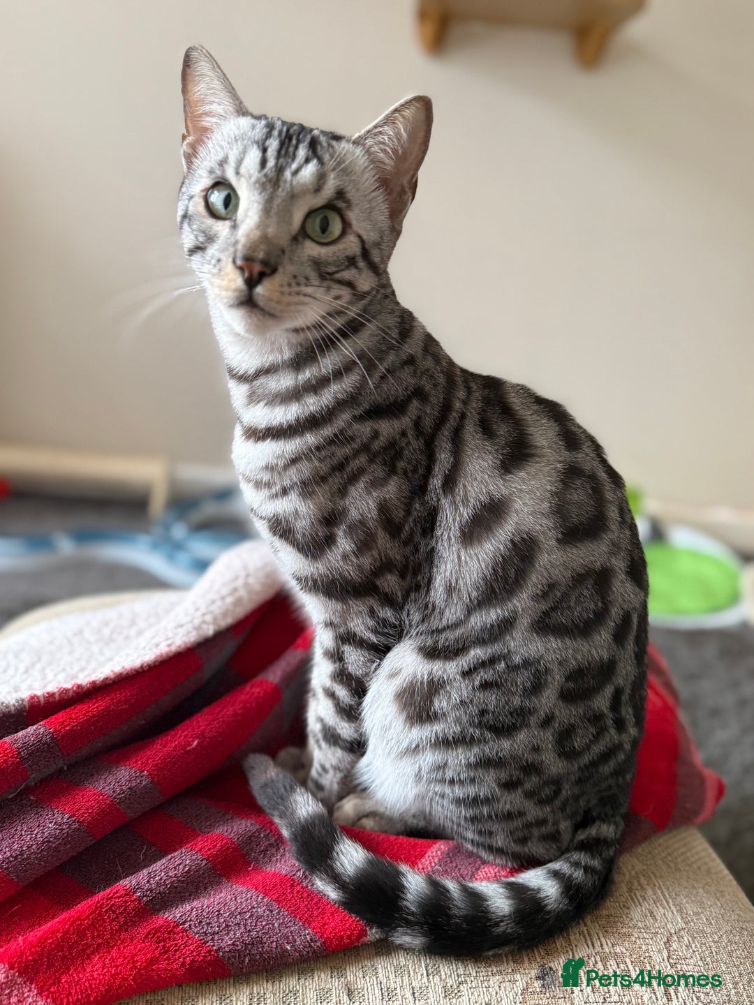 Bengal cats for sale: ⭐️Silver (black) Spotted Bengal TICA registered ⭐️ - Advert 3