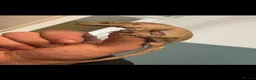 Gecko reptiles for sale: Free Crested Gecko Seeking Loving Forever Home - Advert 3
