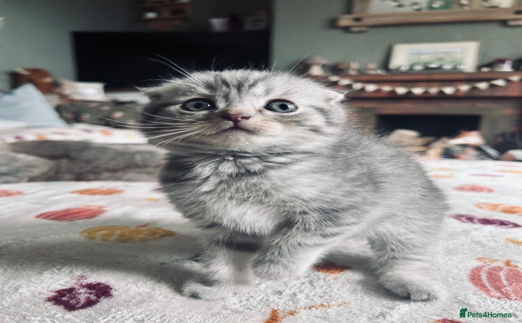 Scottish Fold cats - Advert 8
