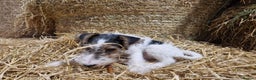 Fox Terrier dogs for sale: Adorable baby boy looking for a forever family - Advert 3