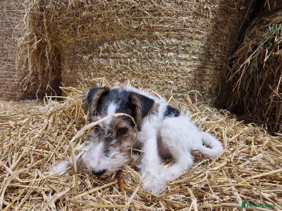 Fox Terrier dogs for sale: Adorable baby boy looking for a forever family - Advert 3