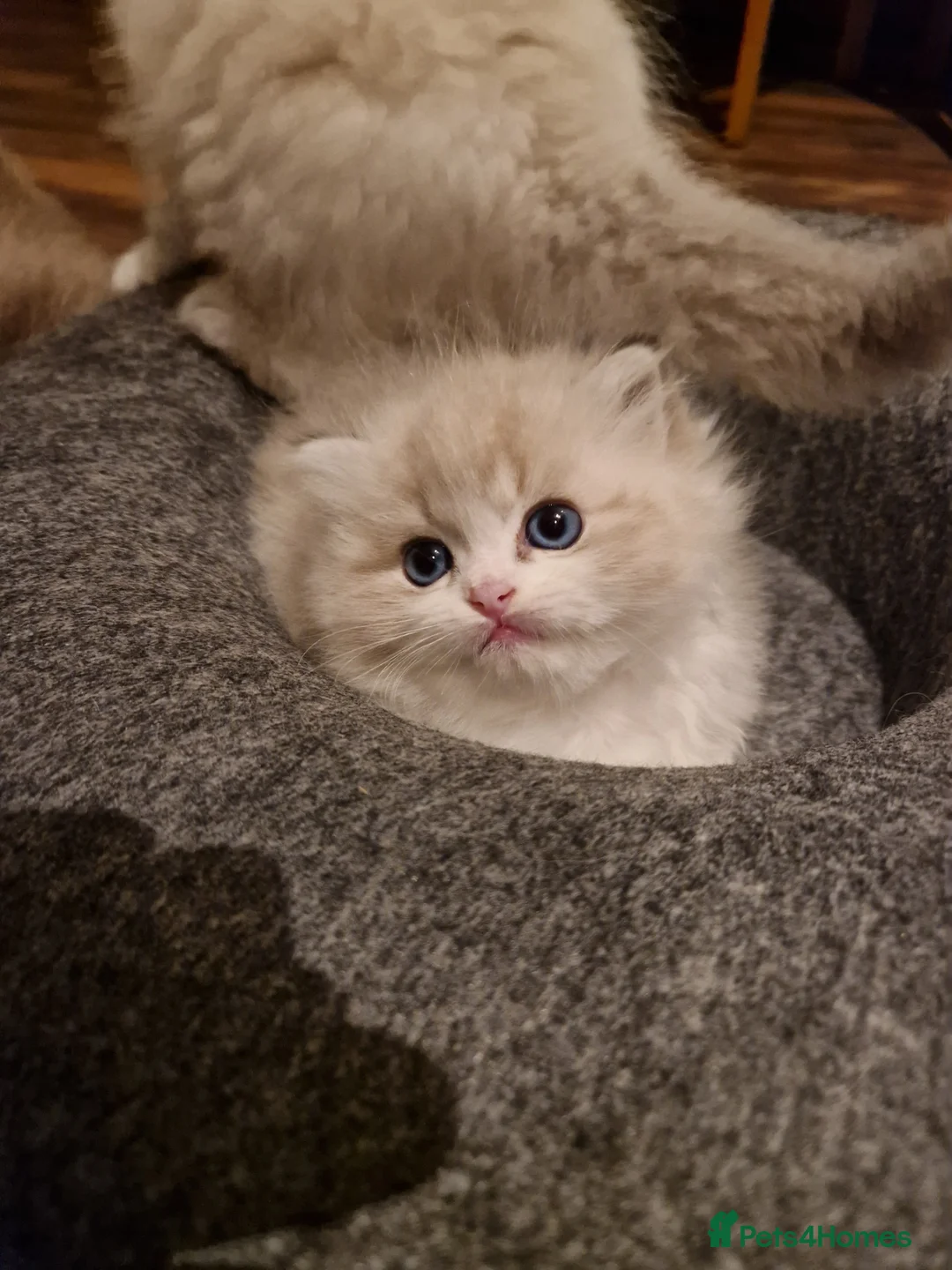 Ragdoll cats for sale: Show quality Ragdoll kittens  - Advert 4