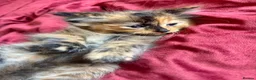 Mixed Breed cats for sale: ADORABLE 6 KITTENS. READY NOW. - Advert 5