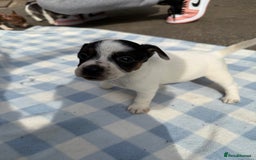 Jack Russell dogs for sale: Jack Russel Puppies For Sale  - Image 11