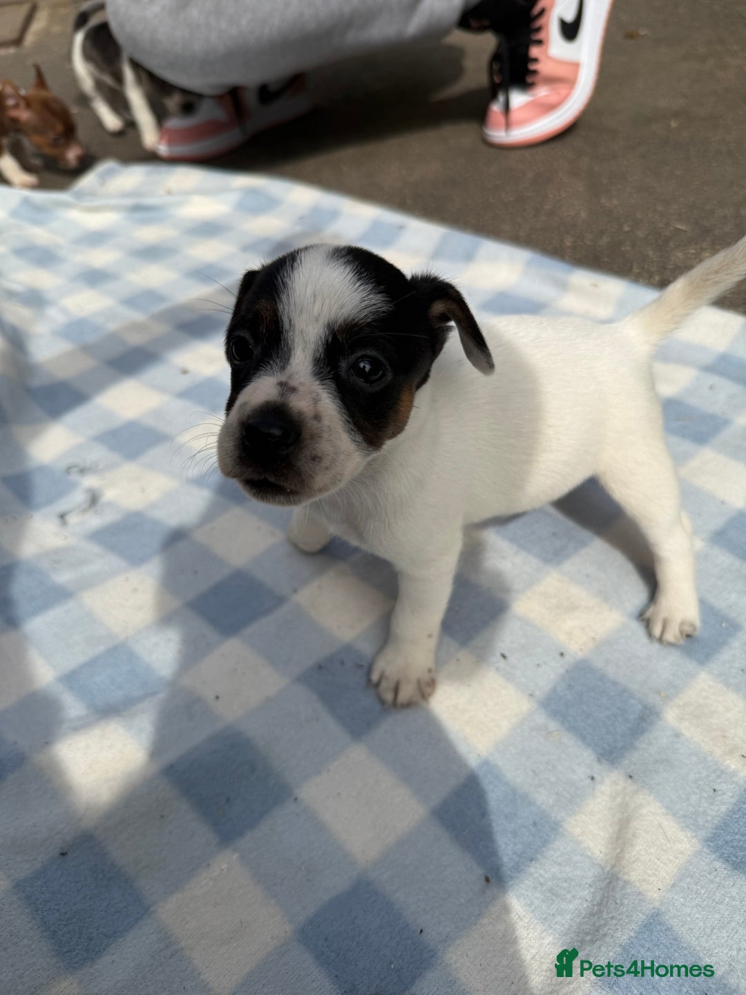 Jack Russell dogs for sale: Jack Russel Puppies For Sale  - Image 11