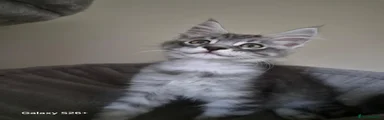 Maine Coon 4