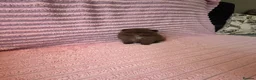 Pomeranian dogs for sale: Beautiful Chocolate Pomeranians Ready Now 🥰 - Advert 2