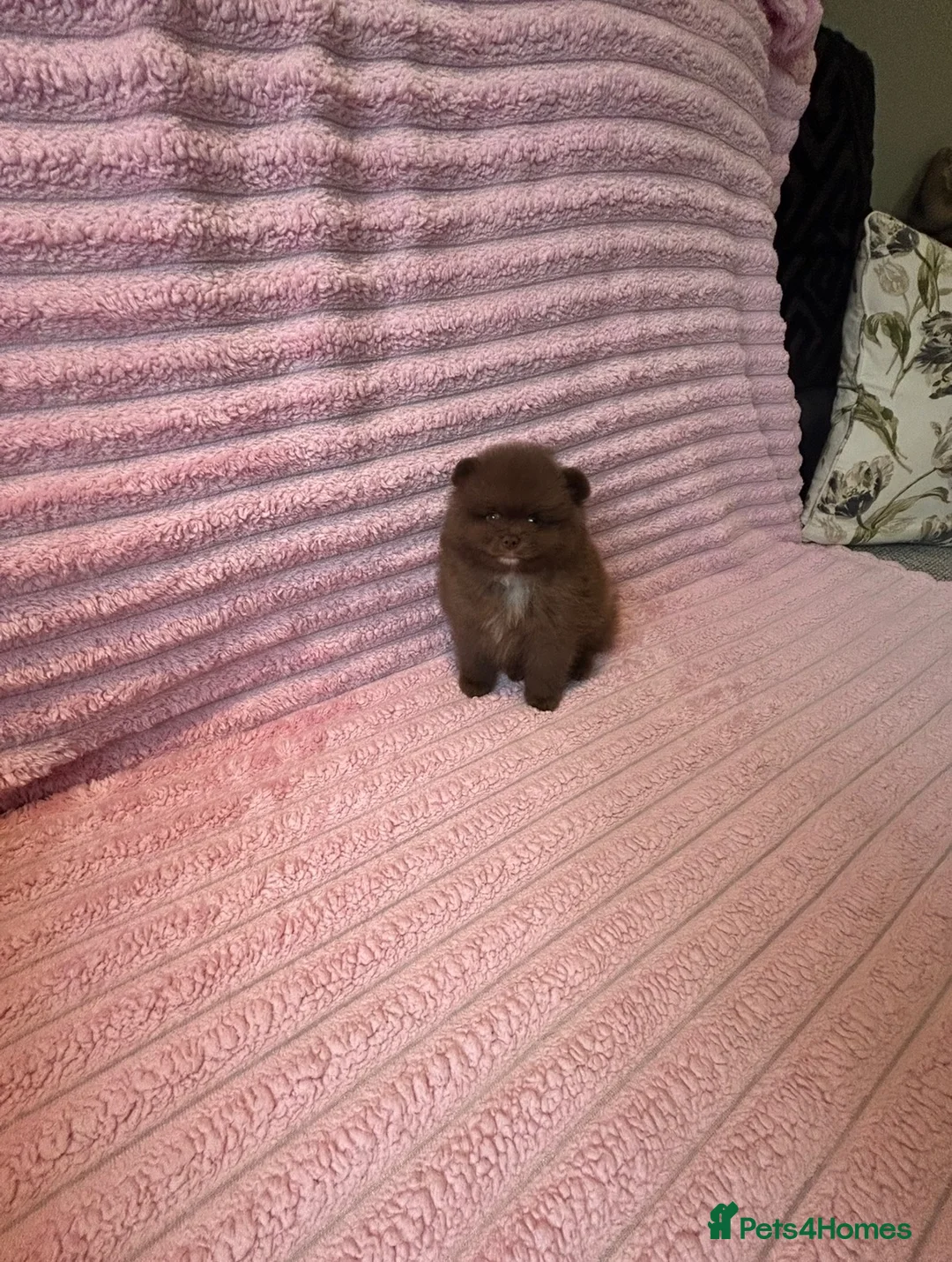 Pomeranian dogs for sale: Beautiful Chocolate Pomeranians Ready Now 🥰 - Advert 2