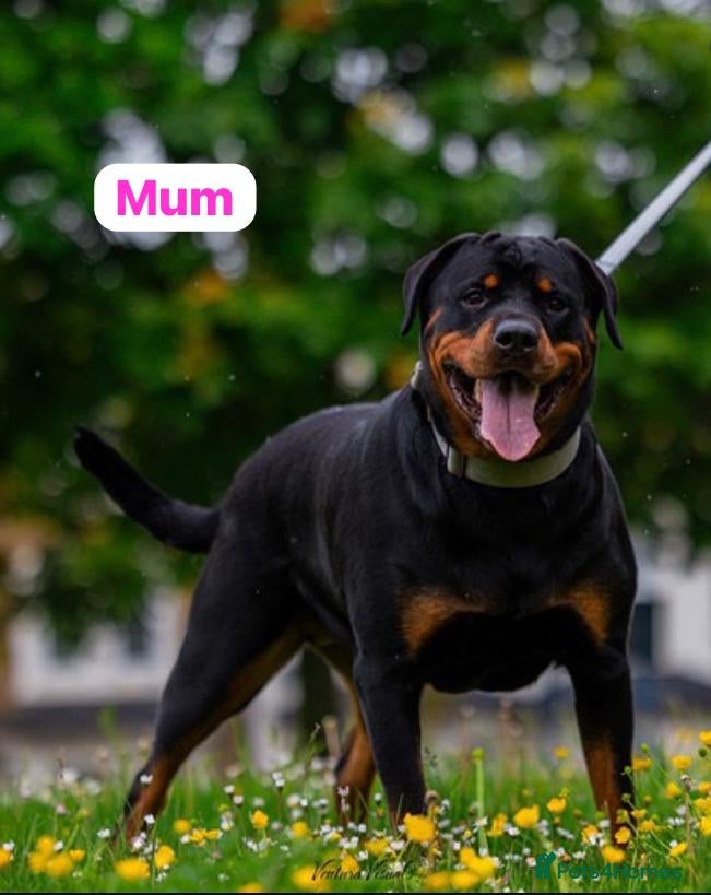 Rottweiler dogs Rottweiler puppies for sale - Advert 14