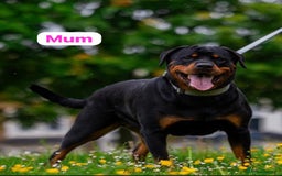 Rottweiler dogs for sale: Rottweiler puppies for sale - Advert 1