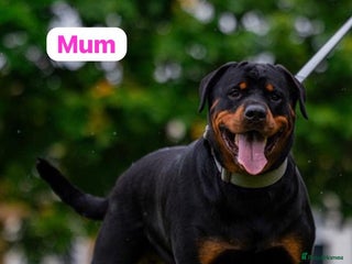 Rottweiler dogs Rottweiler puppies for sale - Advert 1