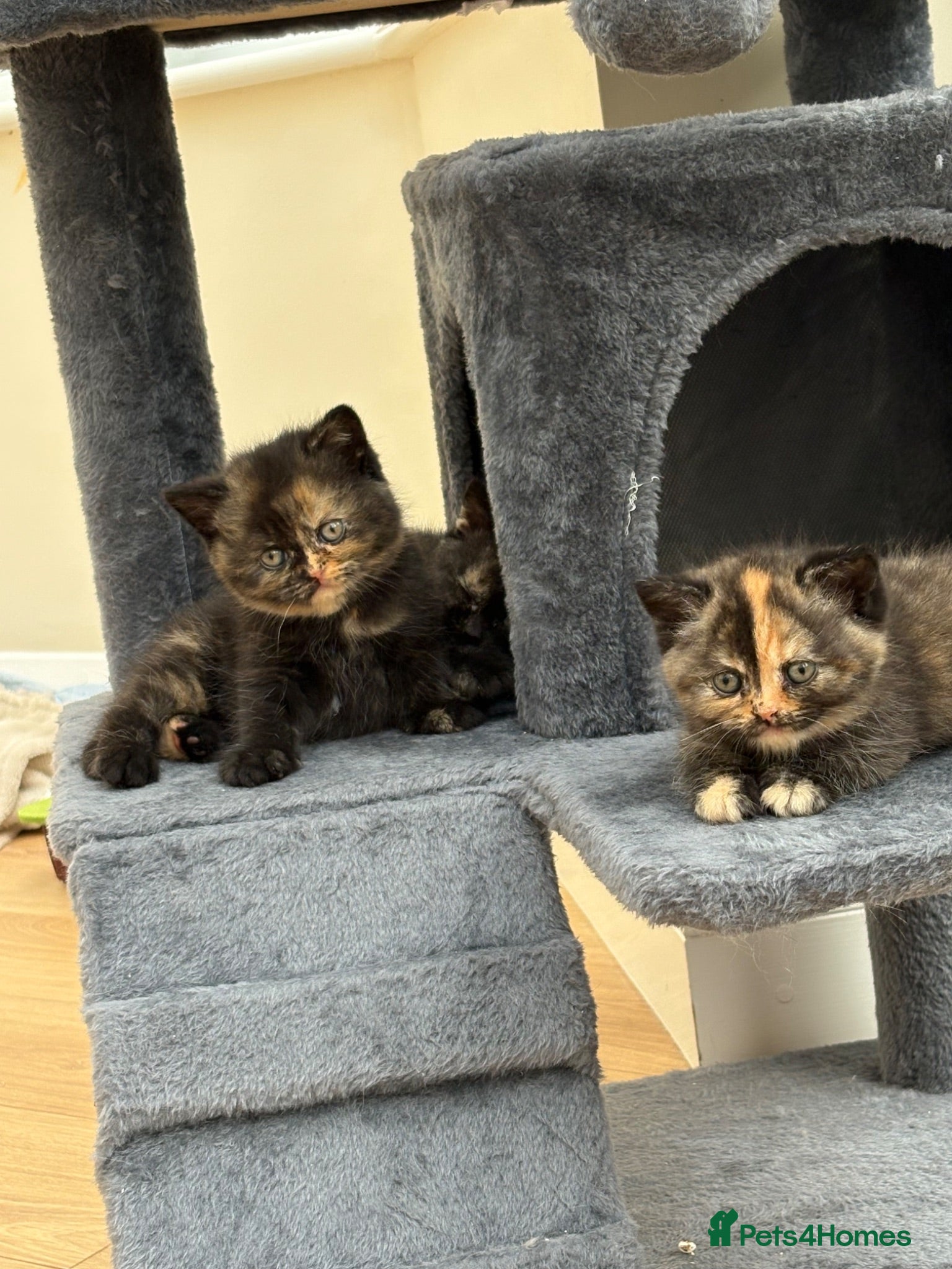 British Shorthair cats 7 beautiful gccf reg -British short hair kittens  - Advert 11