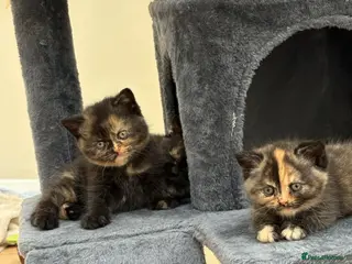 British Shorthair cats 7 beautiful gccf reg -British short hair kittens - Advert 11