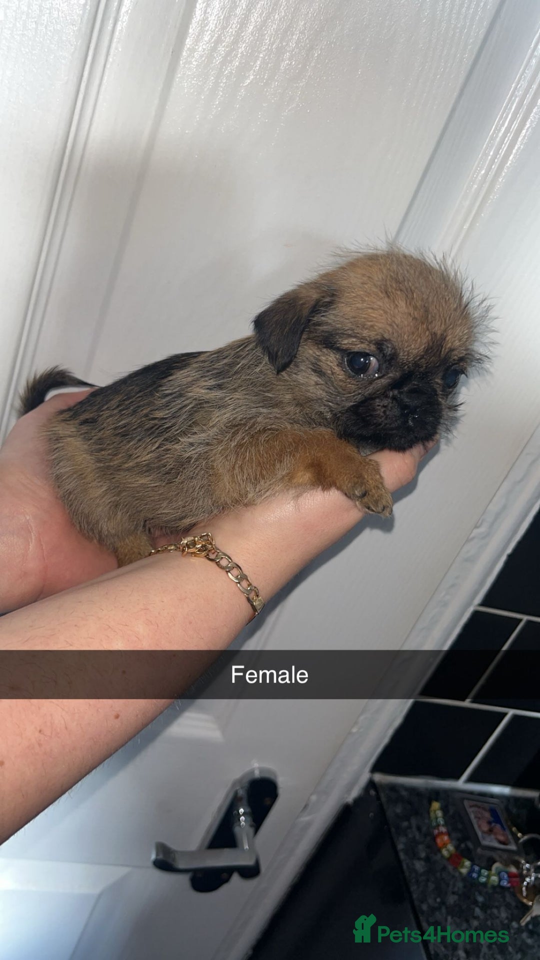 Mixed Breed dogs for sale: Perfect litter of pug cross shih-tzu  - Advert 2