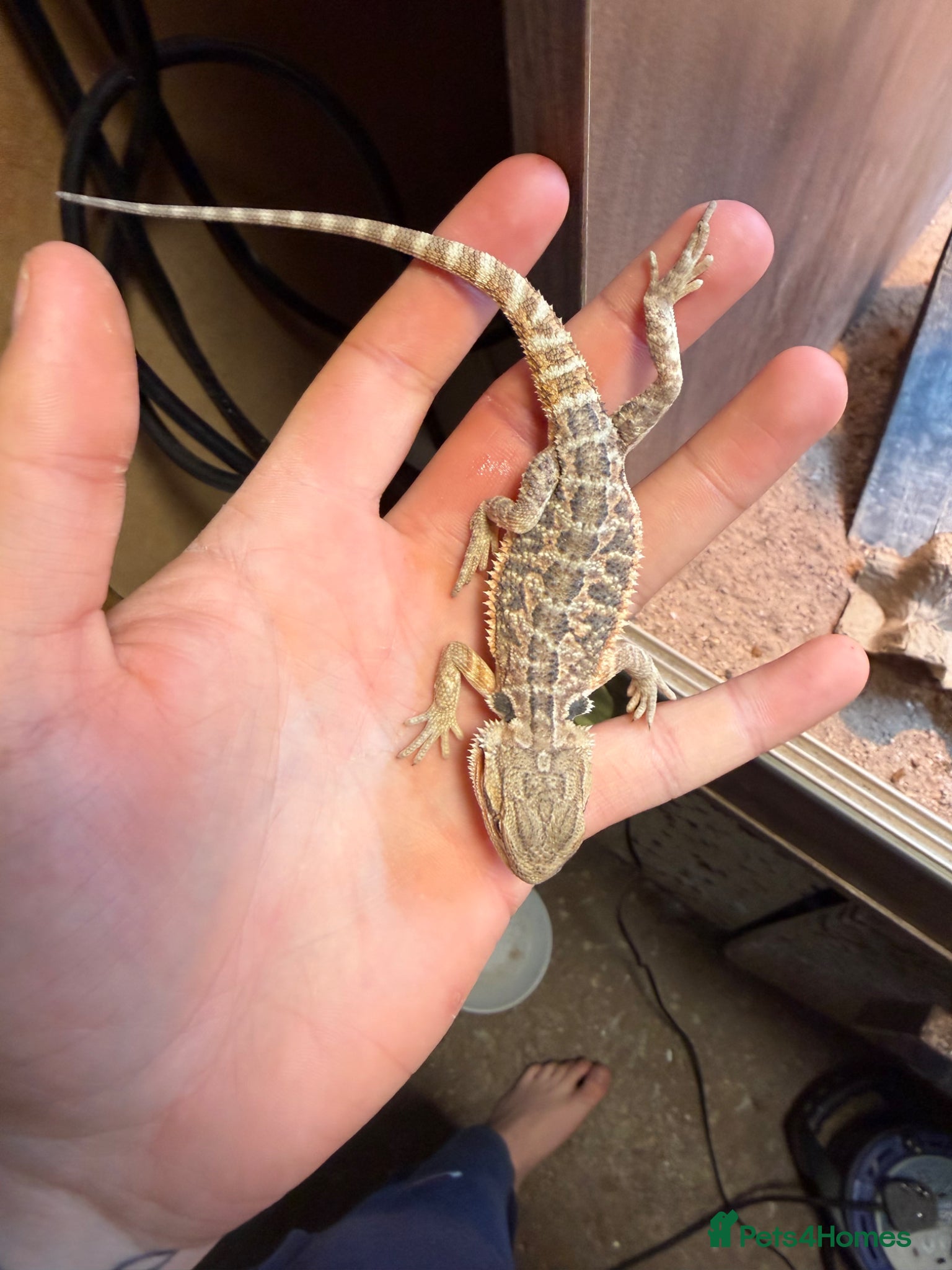 Bearded Dragon reptiles Kent Bexley 3 stunning Baby beared dragons - Advert 12