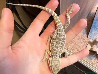 Bearded Dragon reptiles Kent Bexley 3 stunning Baby beared dragons - Advert 12