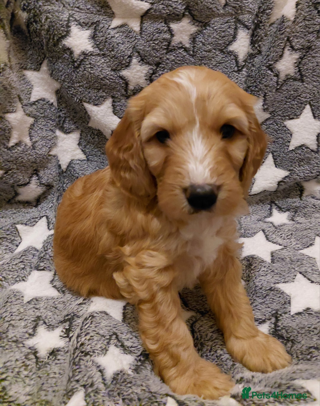 Mixed Breed dogs for sale: Australian Labradoodle puppies - Advert 15