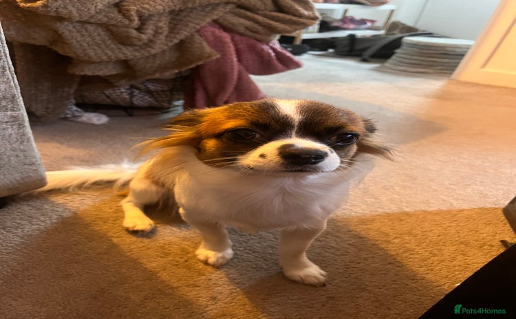 Chihuahua dogs - Advert 15