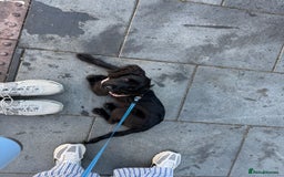 Cocker Spaniel dogs for sale: Female Working Cocker Spaniel for sale  - Image 2