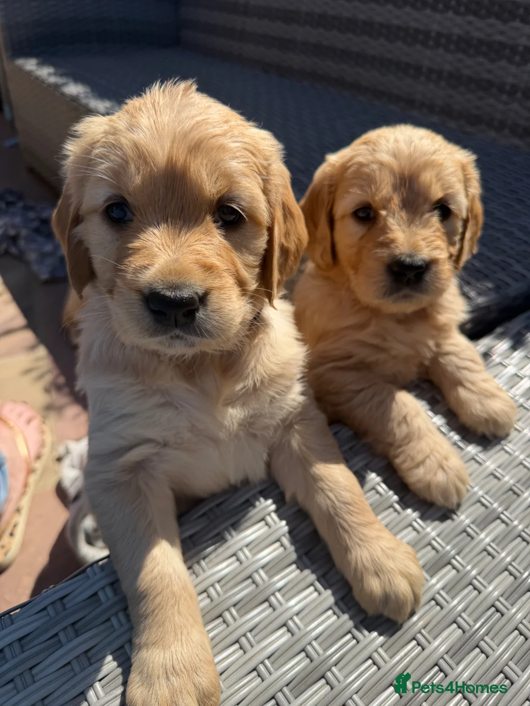 Goldendoodle dogs for sale: Ready to leave this week!! 1 girl left!!!  - Advert 2