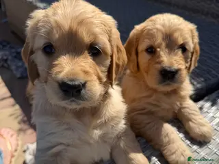Goldendoodle dogs **2 girls remaining**- Goldendoodle Puppies - Advert 15