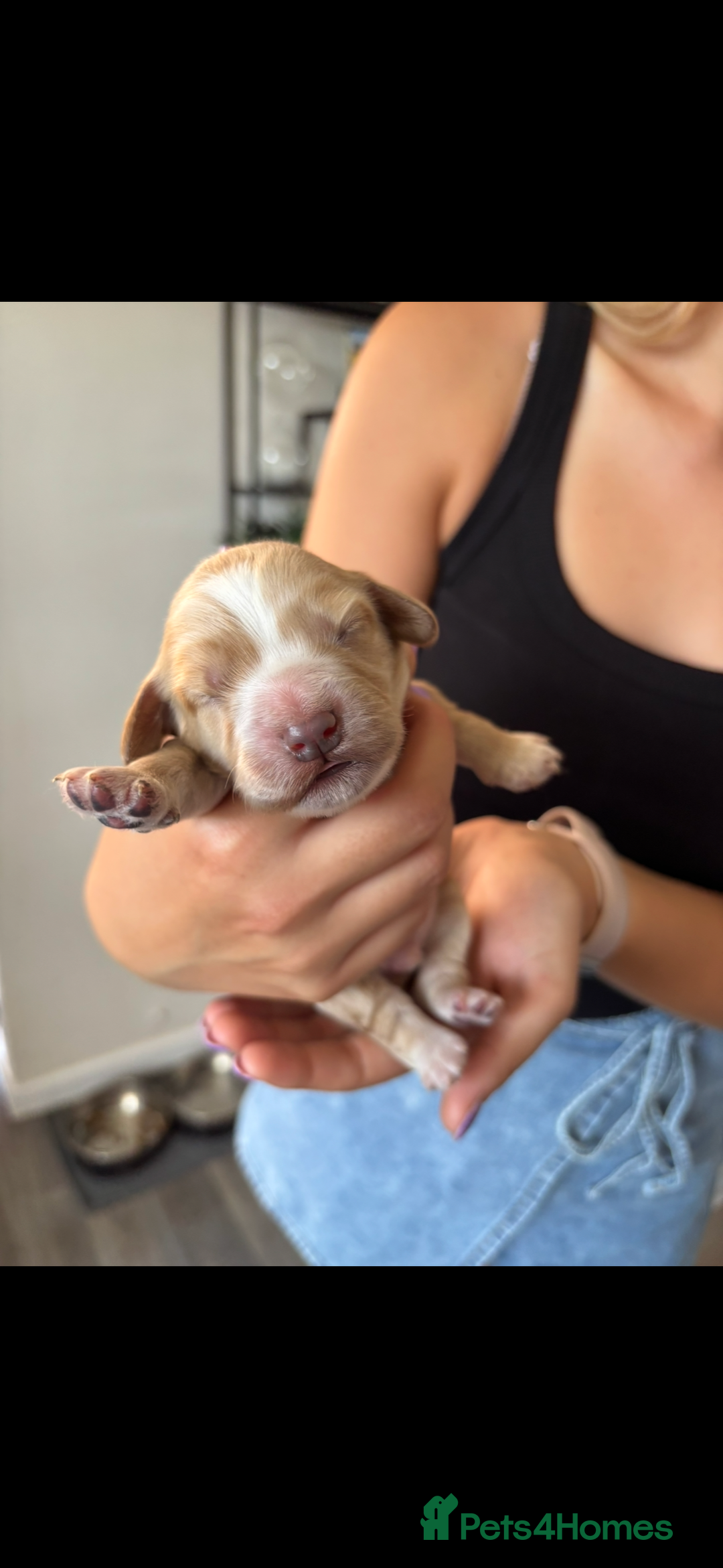 Cockapoo dogs for sale: Stunning cockapoo puppies - Image 7