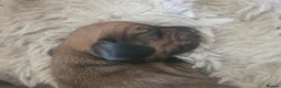 Miniature Dachshund dogs for sale: Miniature dachshund  - Advert 16