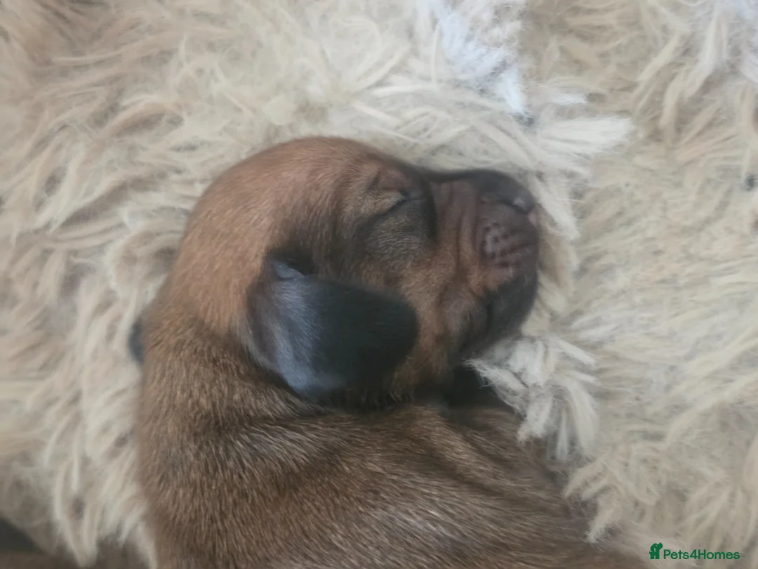 Miniature Dachshund dogs for sale: Miniature dachshund  - Advert 16