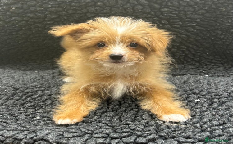 Pomapoo dogs - Advert 4