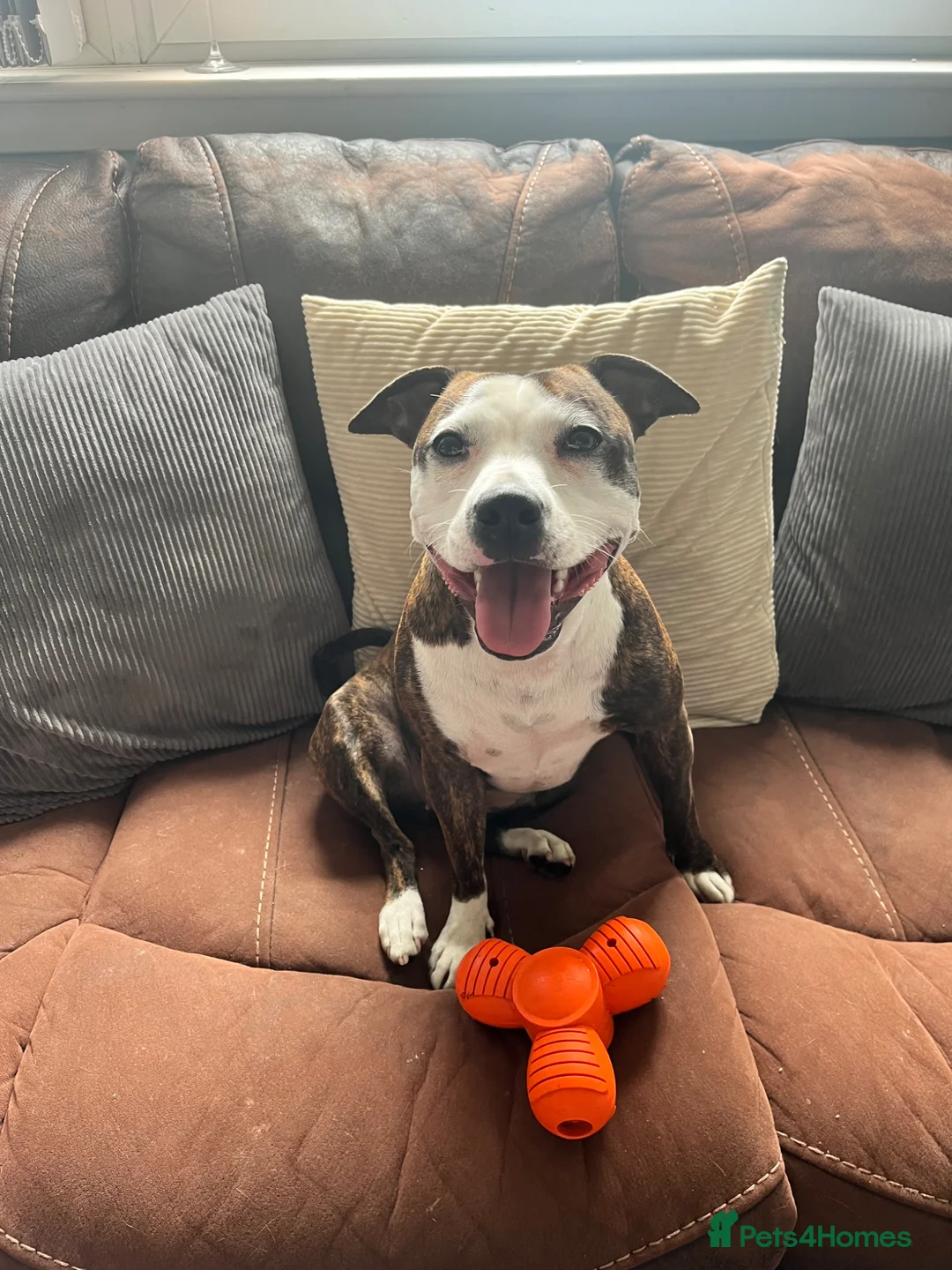 Staffordshire Bull Terrier dogs for stud: 3 year old female looking for stud  - Advert 5