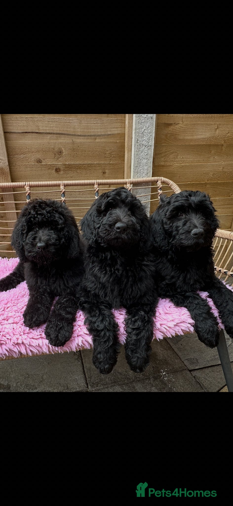 Goldendoodle dogs 2 Goldendoodle girls, health tested parents - Advert 9