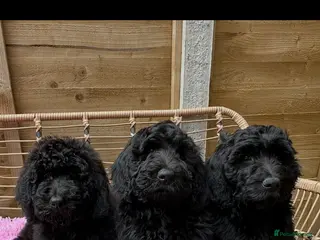 Goldendoodle dogs 2 Goldendoodle girls, health tested parents - Advert 9