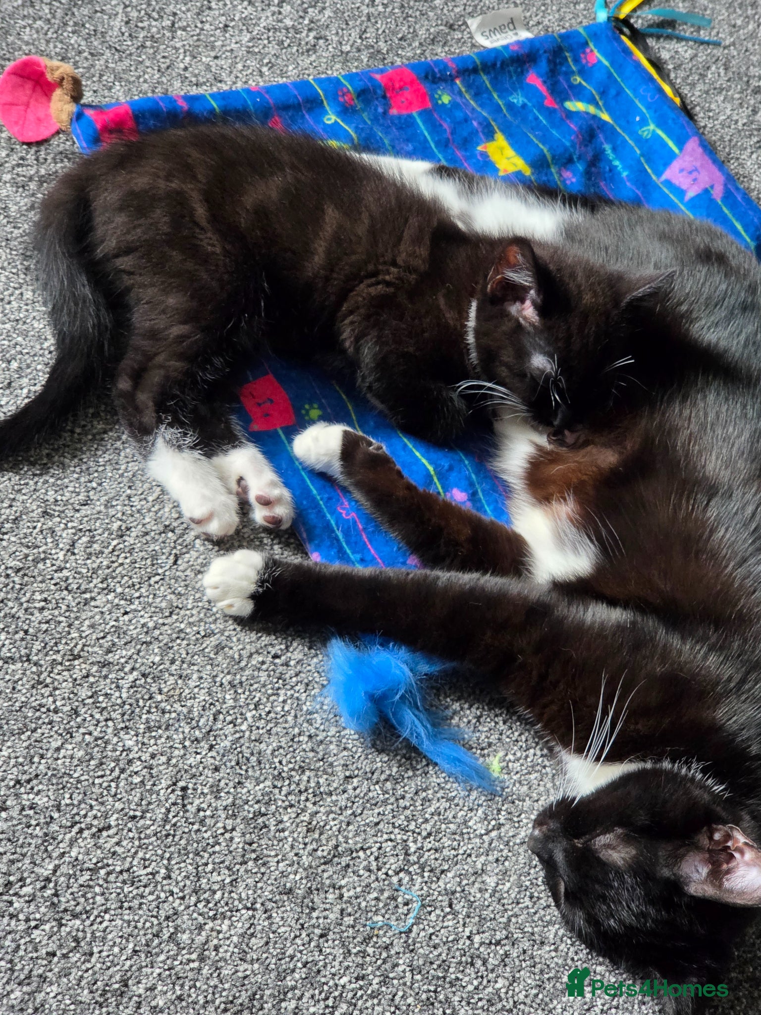 British Shorthair cats 1 male kitten left. 10 weeks old - Advert 9