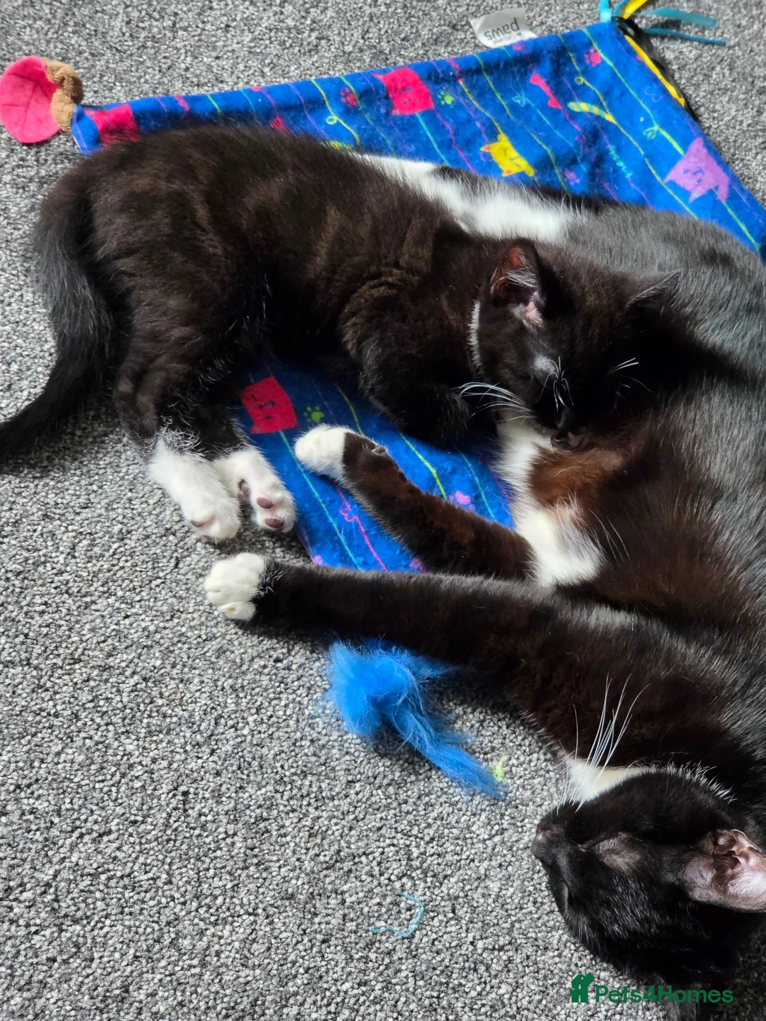 British Shorthair cats for sale: 1 male kitten left. 10 weeks old - Advert 1
