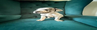  Puppy 2