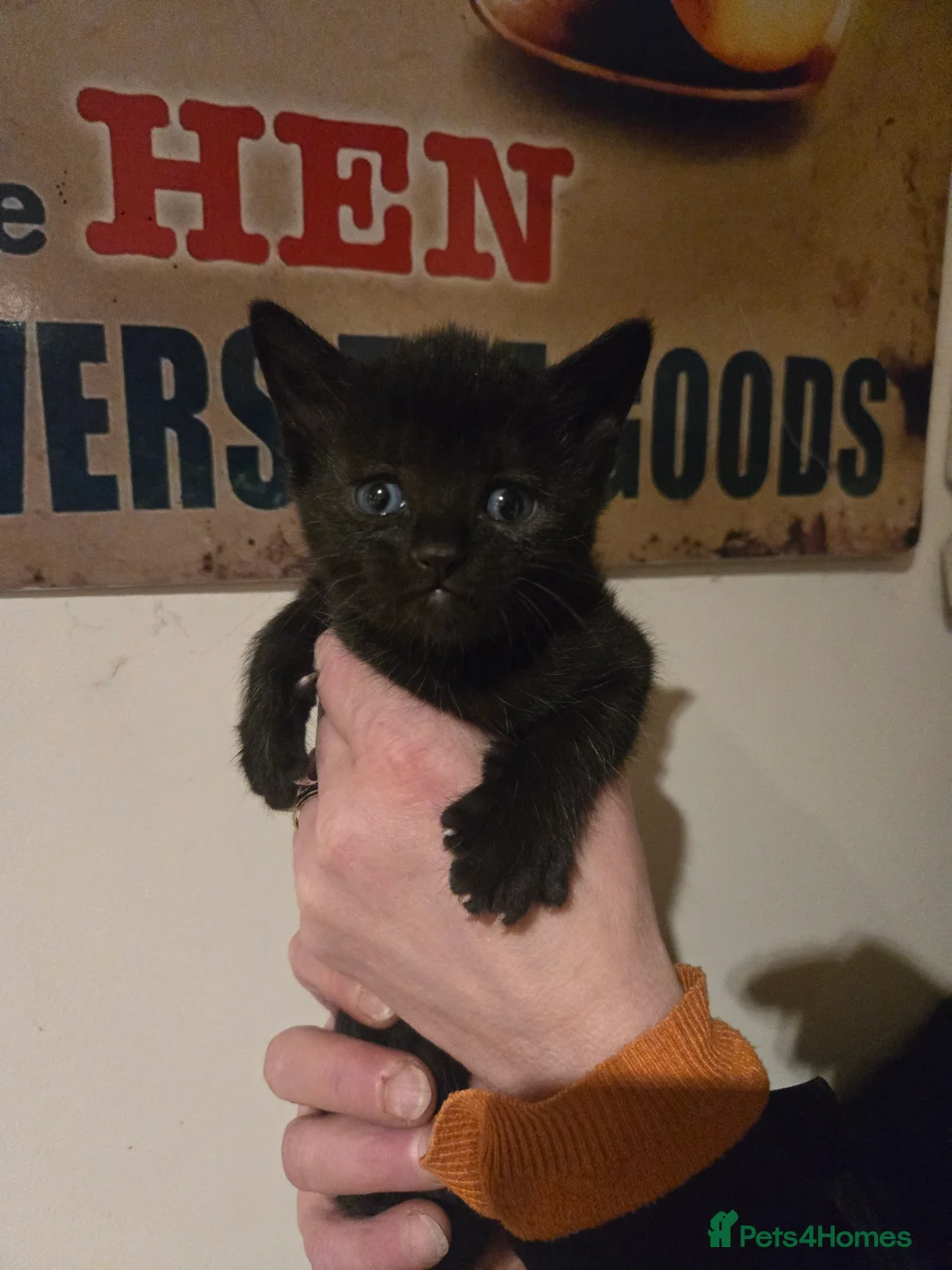 Mixed Breed cats for sale: Gorgeous black kittens house reared. - Advert 10