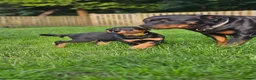 Rottweiler dogs for sale: Champion Bloodline German Rottweiler Puppies - Advert 17