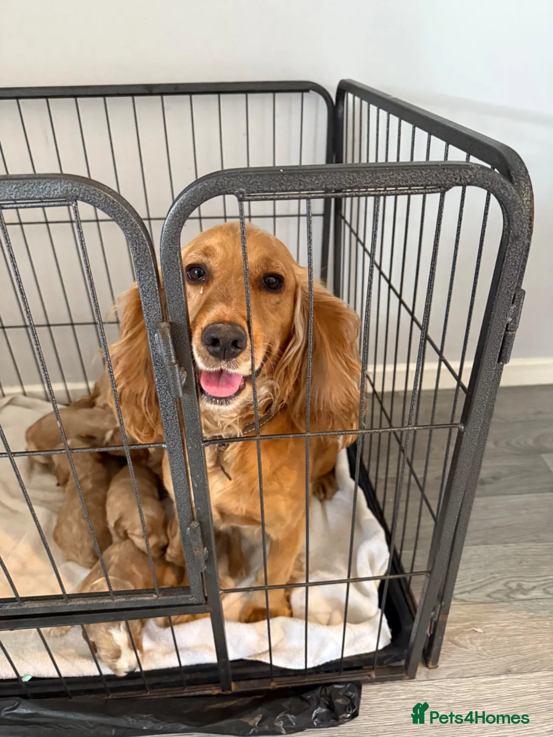 Cockapoo dogs for sale: last one left f1 cockapoo boy in Esher - Advert 1