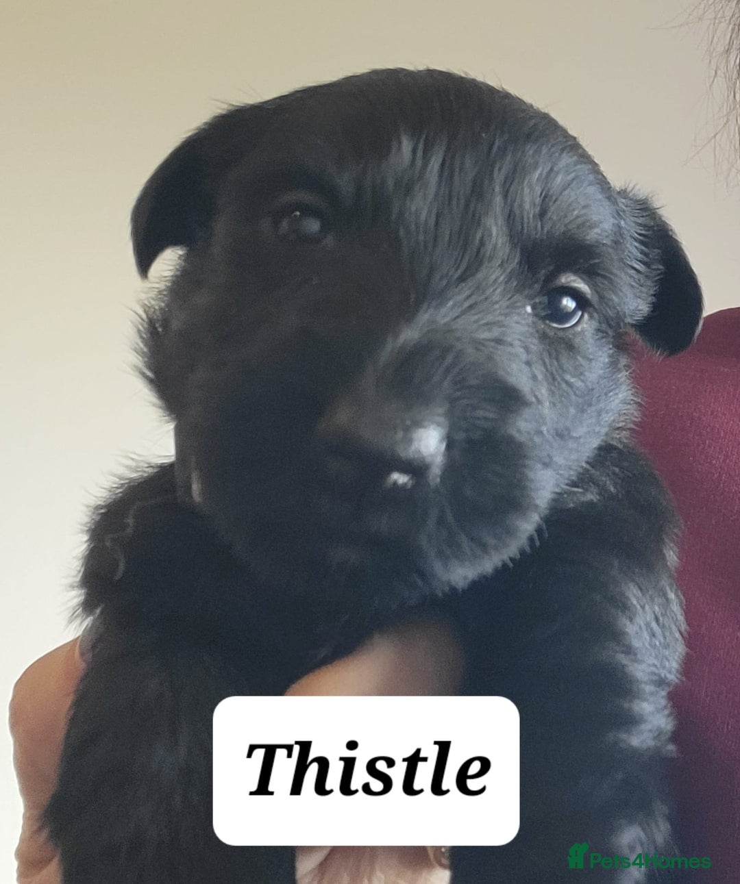 Scottish Terrier dogs for sale: KC Scottish terrier puppies  - Advert 8