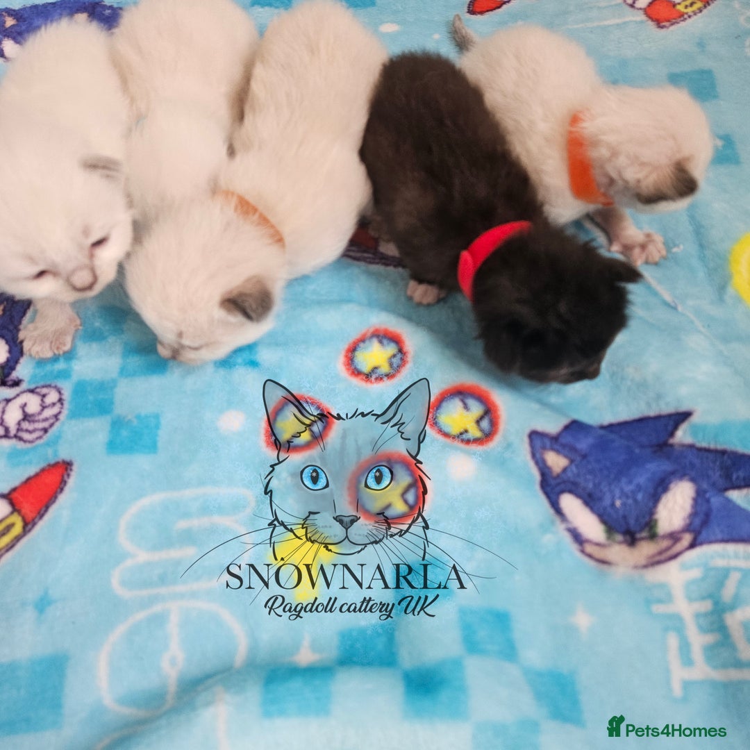 Ragdoll cats for sale: 5 Tica Boys Chocolate Point, Black Solid Mit,Blue  - Image 12