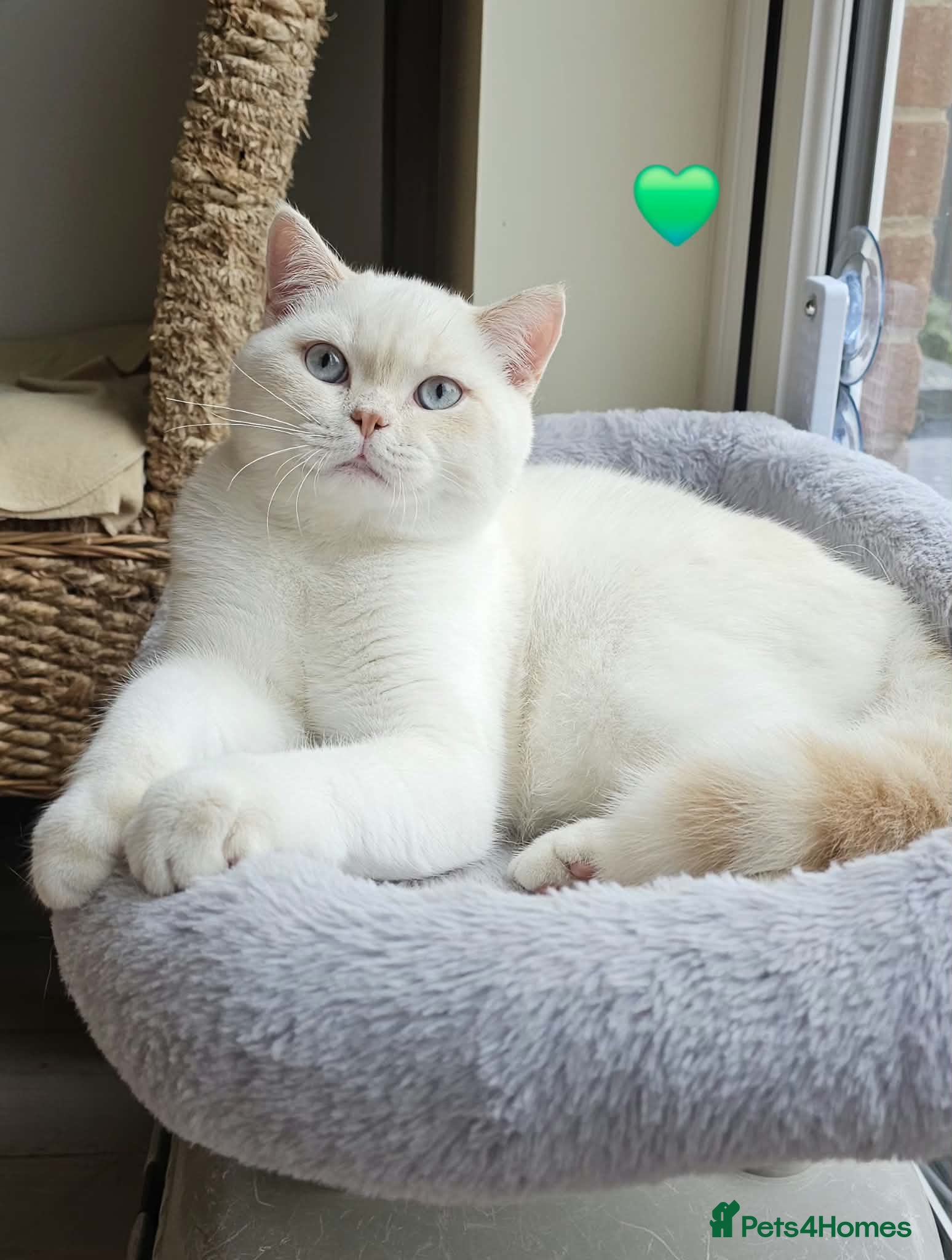 British Shorthair cats Stunning GCCF reg, BSH Colourpointed Boys - Advert 3