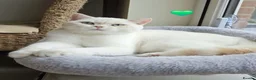 British Shorthair cats for sale: Stunning GCCF reg, BSH Colourpointed Boys - Advert 1
