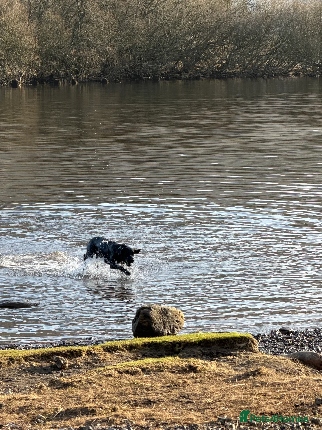 Labrador Retriever dogs for sale: Male Labrador  - Advert 3