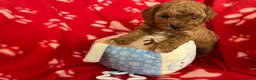 Cavapoo dogs for sale: small type toy F1B cavapoo puppies available  - Advert 4