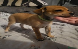 Mixed Breed dogs for sale: Fox terrier x chug puppies - Image 6