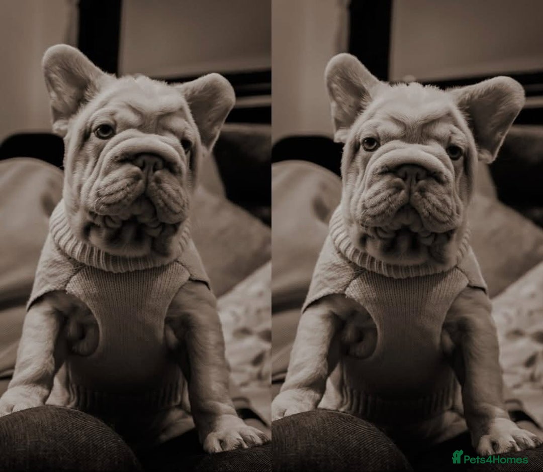 French Bulldog dogs for sale: Platinum Visual Pink French Bulldog Male - Advert 14