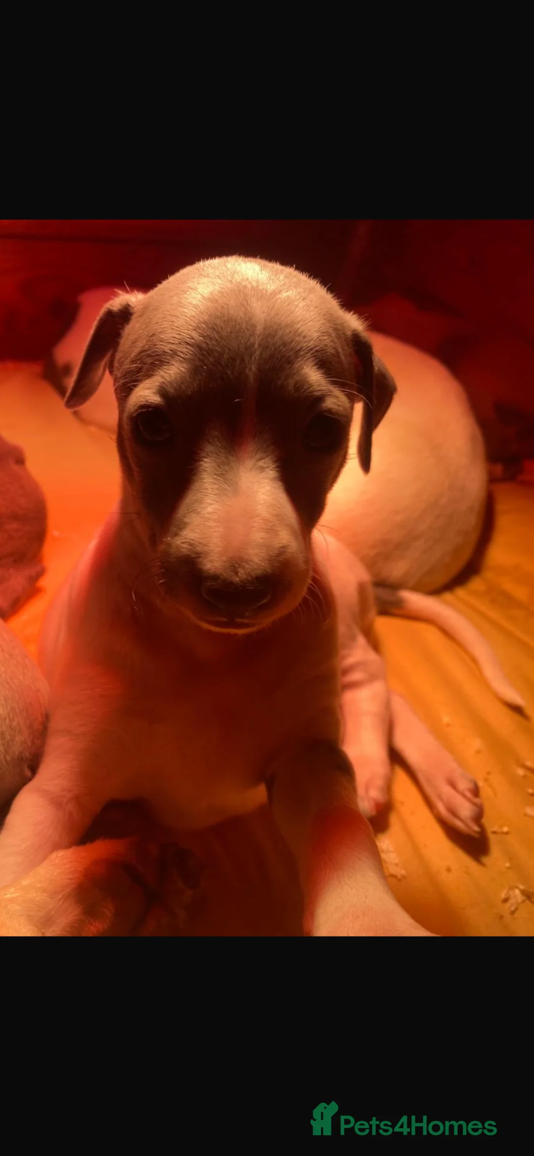 Mixed Breed dogs for sale: Whippet x Italian greyhound pups - Advert 2