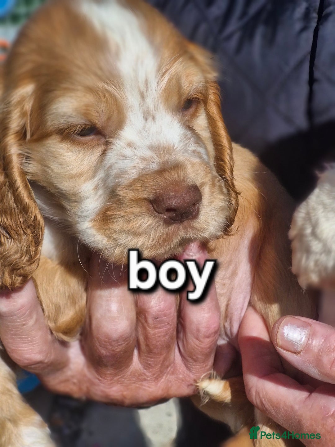 Cocker Spaniel dogs for sale: Cocker spaniel puppies  - Image 4