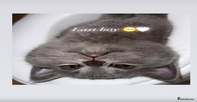 British Shorthair cats - Advert 5